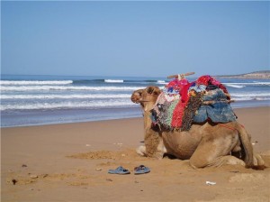 camel-treks-from-essaouira-1395
